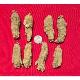 Click here to learn more about the Half Short Jumbo Wisconsin Ginseng Root .