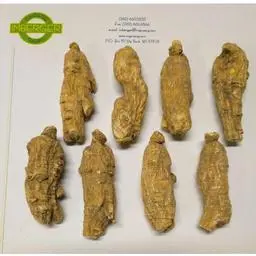 Click here to learn more about the Half Short Jumbo Wisconsin Ginseng Root .