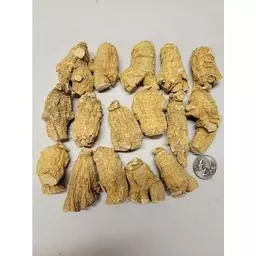 Click here to learn more about the Short Jumbo 5 Year Old Wisconsin Ginseng Root .