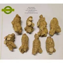 Click here to learn more about the Short Jumbo 5 Year Old Wisconsin Ginseng Root .