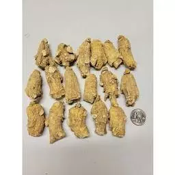 Click here to learn more about the Short Large 5 Year Old Wisconsin Ginseng Root .