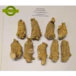 Click here to learn more about the Short X-Large Wisconsin Ginseng Root.