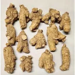 Click here to learn more about the Short Colossal 5 Year Old Wisconsin Ginseng Root   .