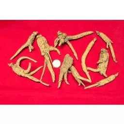 Click here to learn more about the 5 Year Old Wisconsin Ginseng Roots Ungraded Mixed Sizes - One Pound.